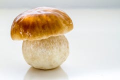 Champignon de couche mûr de porcino Photos stock Champignon de couche mûr de porcino Photos stock
