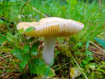 Champignon humide et glissant s'élevant dans la forêt Photo libre de droits Champignon humide et glissant s'élevant dans la forêt Photo libre de droits