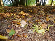 Champignon isolé solitaire image stock Champignon isolé solitaire image stock