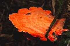 Champignon orange sur l'arbre images libres de droits Champignon orange sur l'arbre images libres de droits