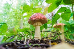 Champignon toxique lamellaire, vue inférieure, paire de fourmis image libre de droits Champignon toxique lamellaire, vue inférieure, paire de fourmis image libre de droits