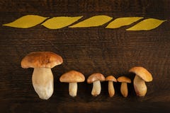 Champignons comestibles de forêt sur une table et un espace en bois pour le texte photographie stock libre de droits Champignons comestibles de forêt sur une table et un espace en bois pour le texte photographie stock libre de droits