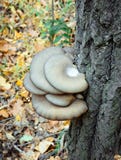 Champignons d'huître s'élevant sur un tronc d'arbre photos stock Champignons d'huître s'élevant sur un tronc d'arbre photos stock
