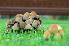 Champignons de couche photo libre de droits Champignons de couche photo libre de droits