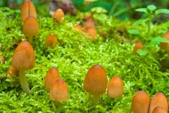 Champignons de couche brillants de capuchon Image stock Champignons de couche brillants de capuchon Image stock