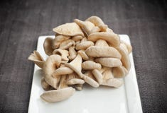 Champignons de couche d'huître images stock Champignons de couche d'huître images stock