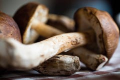 Champignons de couche sauvages Images stock Champignons de couche sauvages Images stock