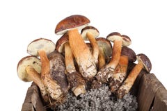 Champignons fraîchement sélectionnés dans un vieux panier en osier d'isolement sur le whi photographie stock libre de droits Champignons fraîchement sélectionnés dans un vieux panier en osier d'isolement sur le whi photographie stock libre de droits