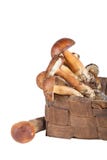Champignons fraîchement sélectionnés dans un vieux panier en osier d'isolement sur le whi image stock Champignons fraîchement sélectionnés dans un vieux panier en osier d'isolement sur le whi image stock