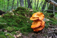 Champignons oranges ! photographie stock Champignons oranges ! photographie stock