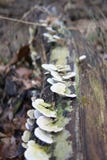 Champignons s'élevant sur le rondin tombé images stock Champignons s'élevant sur le rondin tombé images stock