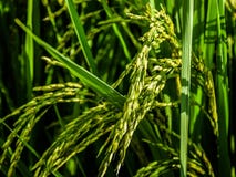 Champs de champs et oreilles de riz images stock Champs de champs et oreilles de riz images stock