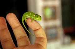 Chamäleon auf meinem kleinen Finger lizenzfreies stockfoto Chamäleon auf meinem kleinen Finger lizenzfreies stockfoto