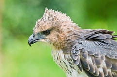 Changeable Hawk Eagle (Nisaetus Limnaeetus) Stock Photo Changeable Hawk Eagle (Nisaetus Limnaeetus) Stock Photo
