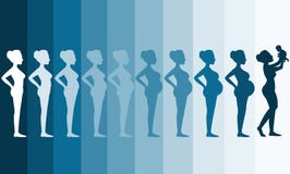 Changes in a woman's body in pregnancy,Silhouette pregnancy stages, Vector illustrations Royalty Free Stock Photo Changes in a woman's body in pregnancy,Silhouette pregnancy stages, Vector illustrations Royalty Free Stock Photo