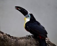 Channel-billed toucan