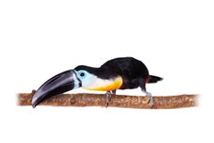 Channel-billed toucan isolated on white stock photos Channel-billed toucan isolated on white stock photos