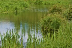 Channel of water runs through green marsh Stock Images Channel of water runs through green marsh Stock Images