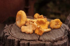 Chanterelle jaune lumineuse de champignons de région boisée s'étendant sur le vieux tronçon de texture, sur un backgroung foncé image stock Chanterelle jaune lumineuse de champignons de région boisée s'étendant sur le vieux tronçon de texture, sur un backgroung foncé image stock