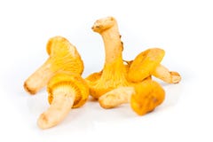 Chanterelles Στοκ Φωτογραφία Chanterelles Στοκ Φωτογραφία