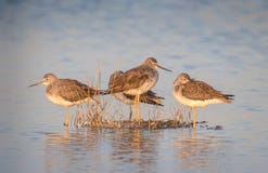 Charadriidés échoués sur une île photo stock Charadriidés échoués sur une île photo stock