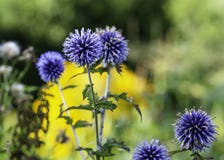 Chardons de globe bleus, bannaticus d'Echinops images stock Chardons de globe bleus, bannaticus d'Echinops images stock