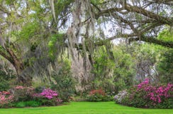 Charleston South Carolina Romantic Garden-Eichen-Azaleen-Moos lizenzfreies stockbild Charleston South Carolina Romantic Garden-Eichen-Azaleen-Moos lizenzfreies stockbild