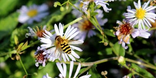 Charmiga soliga blommor och geting mot bakgrunden av gräs royaltyfri fotografi Charmiga soliga blommor och geting mot bakgrunden av gräs royaltyfri fotografi