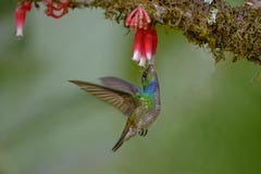 Free Charming Hummingbird In Costa Rica Royalty Free Stock Images - 67155209