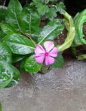 Charming little flower in our home..... royalty free stock photo Charming little flower in our home..... royalty free stock photo