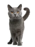 Chartreux cat, 16 months old, standing
