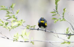 Chasse jaune-rumped de coronata de Setophaga de fauvette pour des insectes photo stock Chasse jaune-rumped de coronata de Setophaga de fauvette pour des insectes photo stock