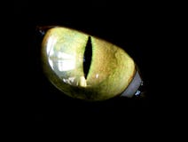 Chat images libres de droits Chat images libres de droits