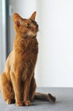 Chat abyssinien de race se reposant près de la fenêtre photographie stock libre de droits Chat abyssinien de race se reposant près de la fenêtre photographie stock libre de droits