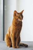 Chat abyssinien de race se reposant près de la fenêtre photographie stock Chat abyssinien de race se reposant près de la fenêtre photographie stock