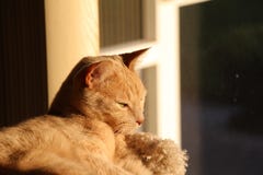 Chat au soleil photos libres de droits Chat au soleil photos libres de droits