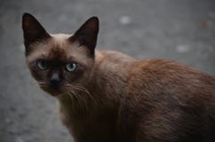 Chat aux yeux bruns enflant encore attentif au regard image stock Chat aux yeux bruns enflant encore attentif au regard image stock