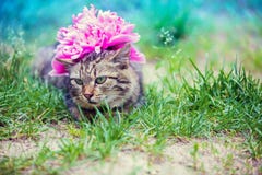 Chat Avec La Fleur De Pivoine Sur Une Tete Photo Stock Image Du Avec Fleur
