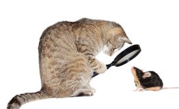 Chat avec la myopie Chat avec la myopie