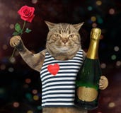 Chat avec rose et le vin 2 image stock Chat avec rose et le vin 2 image stock
