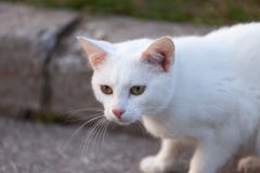 Chat blanc photo libre de droits Chat blanc photo libre de droits