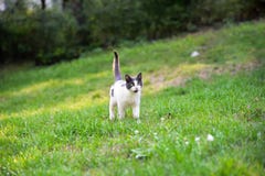 Chat blanc avec les taches grises et la queue augmentée marchant dans l'herbe Photographie stock libre de droits Chat blanc avec les taches grises et la queue augmentée marchant dans l'herbe Photographie stock libre de droits