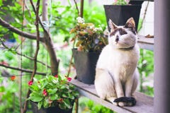 Chat blanc image stock Chat blanc image stock