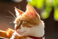 Chat Blanc Rouge Mignon Dans Un Collier Rouge Detendre Sur Le Jardin Fin Profondeur De Champ Le Chat Regarde Fixement Quelque C Photo Stock Image Du Fleur Animal