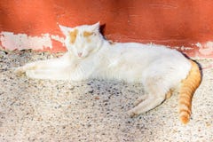 chat Blanc-rouge se dorant au soleil une journée de printemps Le chat de gingembre a fermé ses yeux avec plaisir La vie insoucian image libre de droits chat Blanc-rouge se dorant au soleil une journée de printemps Le chat de gingembre a fermé ses yeux avec plaisir La vie insoucian image libre de droits