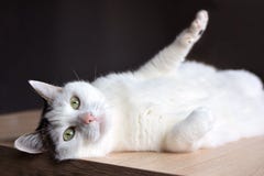 Chat blanc tigré avec les yeux verts et le nez rose se trouvant sur le plancher en bois sur le fond foncé photos stock Chat blanc tigré avec les yeux verts et le nez rose se trouvant sur le plancher en bois sur le fond foncé photos stock