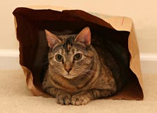 Chat dans le sac Chat dans le sac