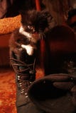 Chat dans une botte photos libres de droits Chat dans une botte photos libres de droits