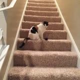 Chat de calicot sur les escaliers image stock Chat de calicot sur les escaliers image stock