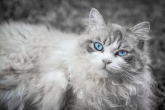 Chat de cheveux bouclés avec des yeux bleus se couchant sur le tapis image stock Chat de cheveux bouclés avec des yeux bleus se couchant sur le tapis image stock
